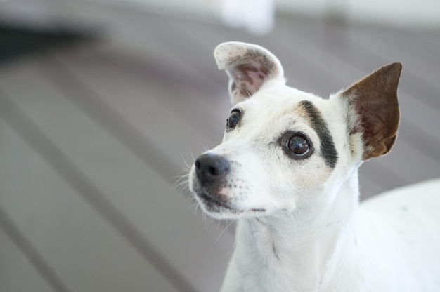 Close-up del cane che guarda in alto
