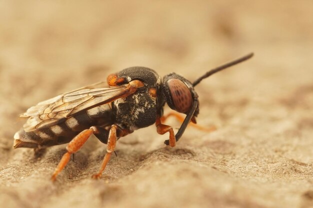 Close-up del colorato Epeolus variegatus con la coscia nera , seduto su un pezzo di legno