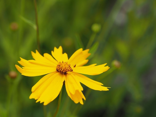 Close-up del cosmo giallo che fiorisce all'aperto
