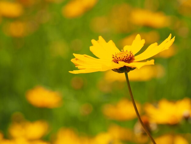 Close-up del cosmo giallo che fiorisce all'aperto