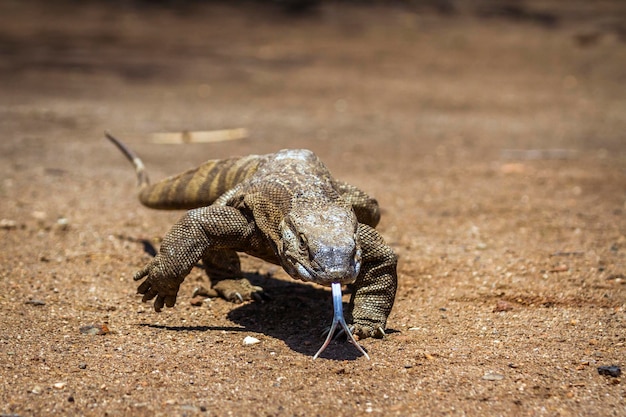 Close-up del drago di Komodo che cammina sulla terraferma