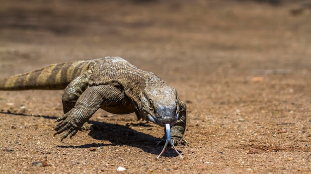 Close-up del drago di Komodo che cammina sulla terraferma