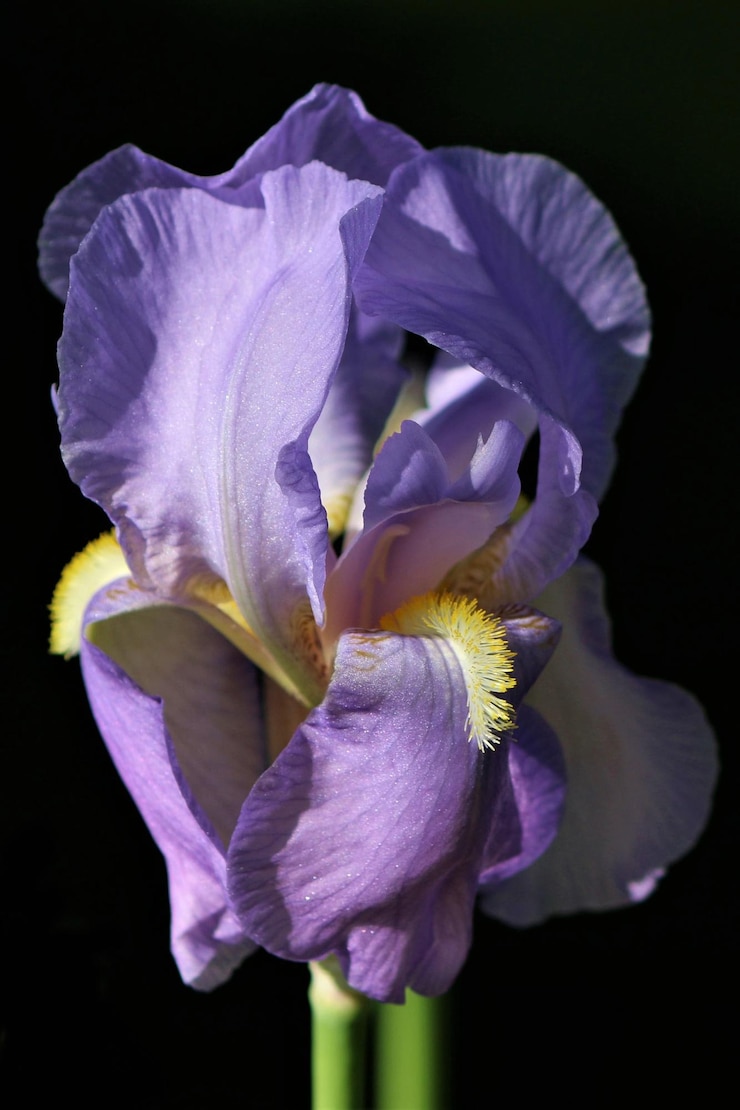 Foto close-up del fiore della passione che fiorisce su uno sfondo nero