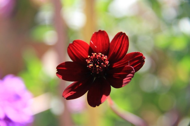 Close-up del fiore di dahlia in fiore nel parco