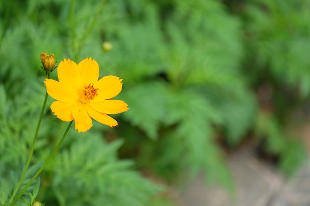 Close-up del fiore giallo del cosmo che fiorisce nel parco