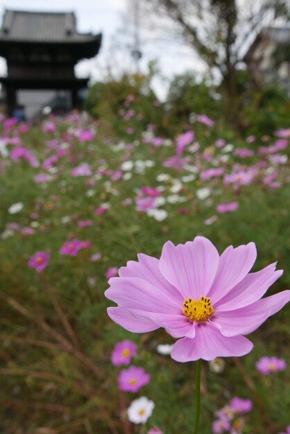 Close-up del fiore rosa del cosmo sul campo