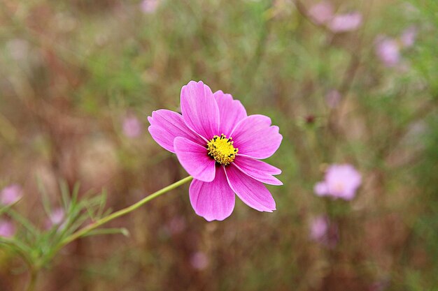 Close-up del fiore rosa del cosmo