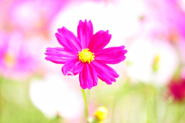 Close-up del fiore rosa del cosmo