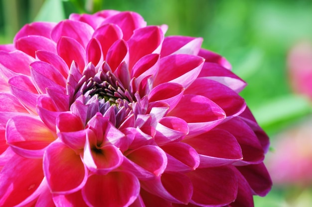 Close-up del fiore rosa della dahlia in fiore nel parco