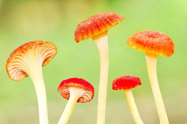 Close-up del fungo agarico della mosca