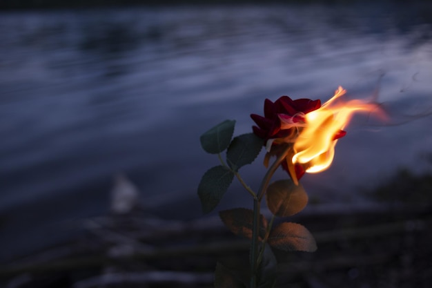 Close-up del fuoco su rosa contro il lago e il cielo