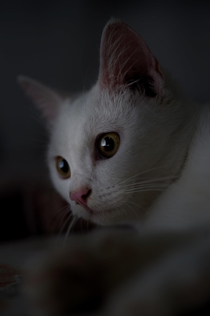 Close-up del gattino che guarda da un'altra parte