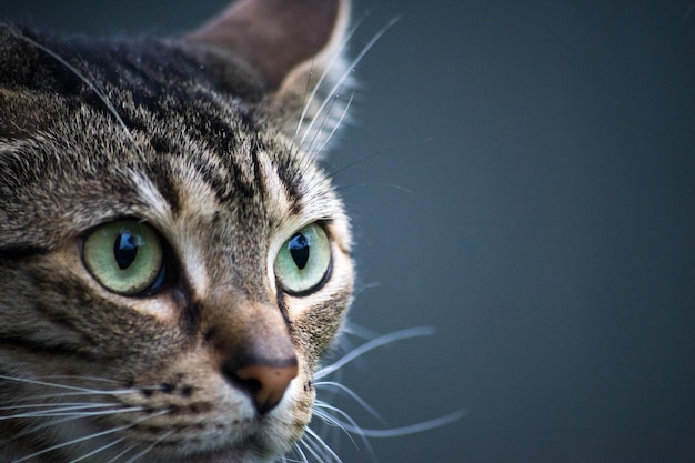 Close-up del gatto che guarda altrove