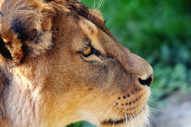 Close-up del gatto che guarda altrove