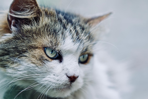 Close-up del gatto che guarda altrove