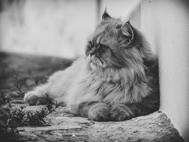 Close-up del gatto che guarda da un'altra parte