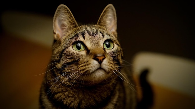 Close-up del gatto che guarda in alto