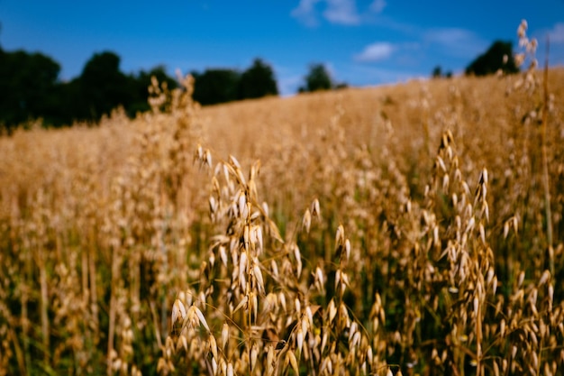 Close-up del grano che cresce sul campo contro il cielo