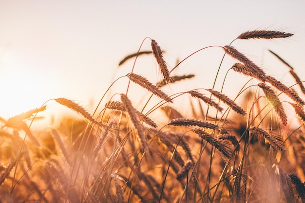 Close-up del grano che cresce sul campo contro un cielo limpido