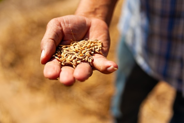 Close-up del grano in mano
