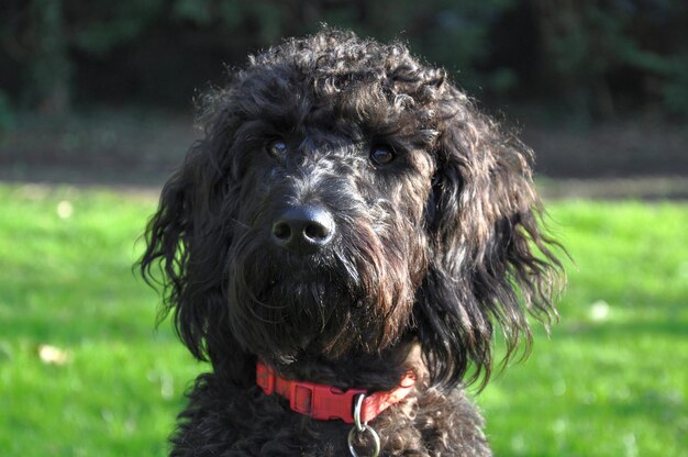 Close-up del labradoodle nero sul campo