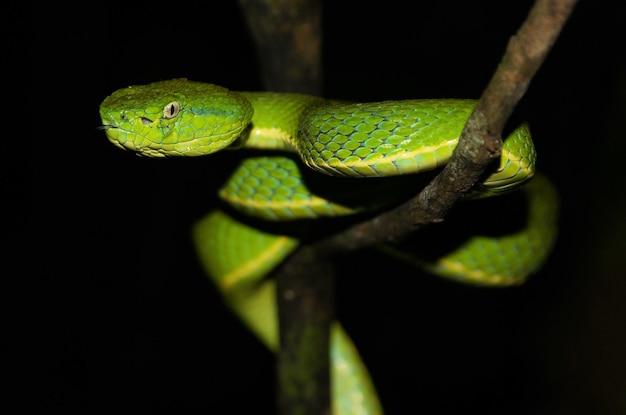 Close-up del serpente verde sul ramo