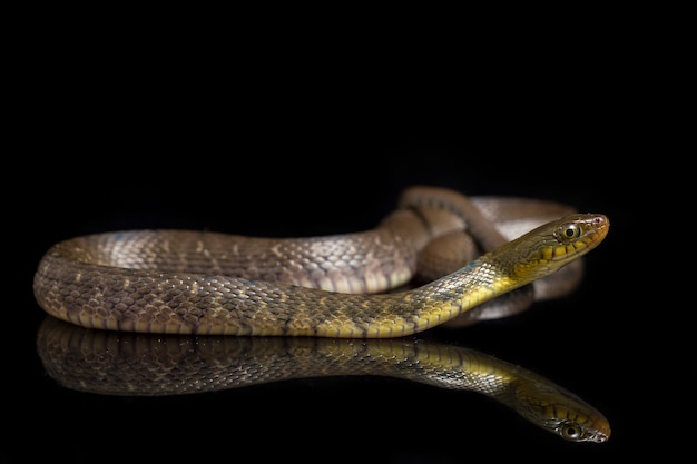 Close-up del triangolo Keelback serpente