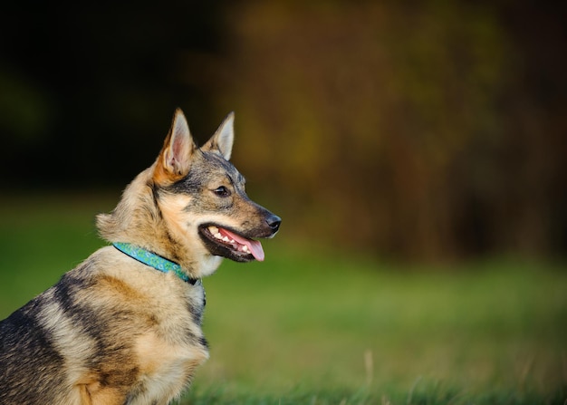 Close-up del vallhund svedese