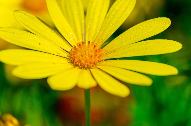 Close-up dell'acqua sul fiore giallo