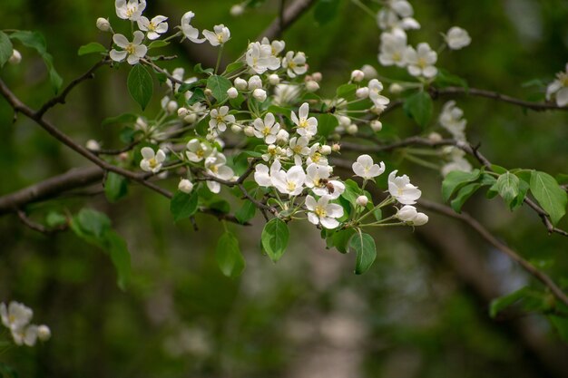 Close-up dell'albero bianco in fiore di ciliegio