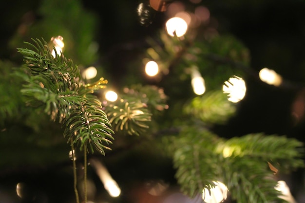 Close-up dell'albero di Natale illuminato di notte