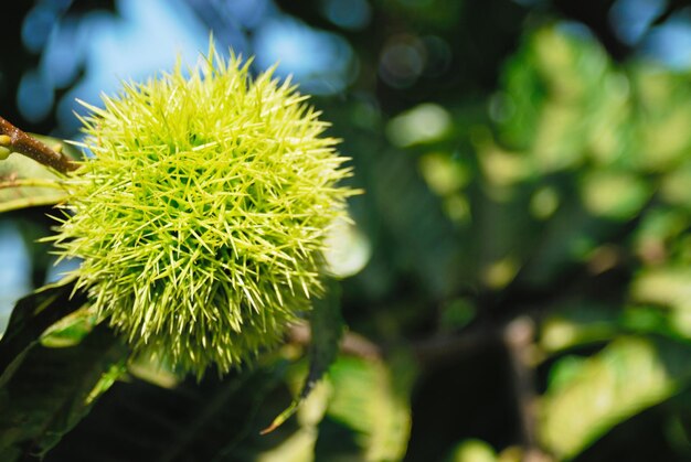 Close-up dell'impianto verde