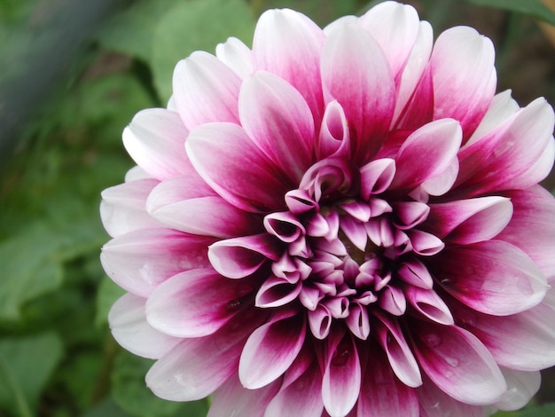Close-up della dahlia rosa in fiore nel parco