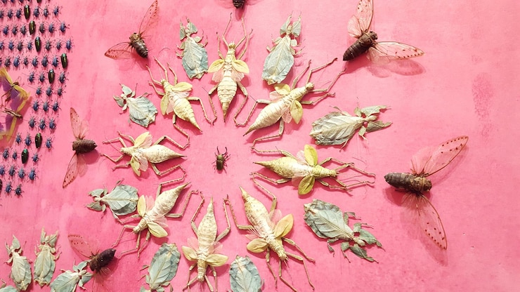 Foto close-up della decorazione di insetti sulla parete rosa
