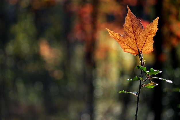 Close-up della foglia d'autunno sulla pianta