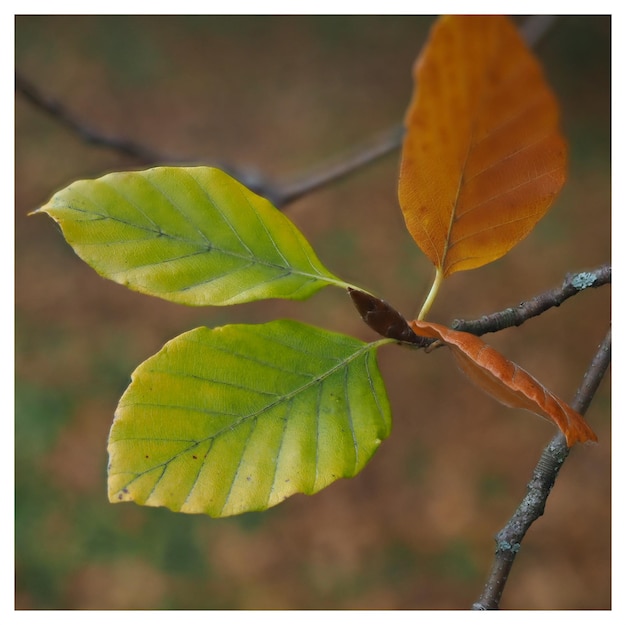 Close-up della foglia gialla sulla pianta durante l'autunno