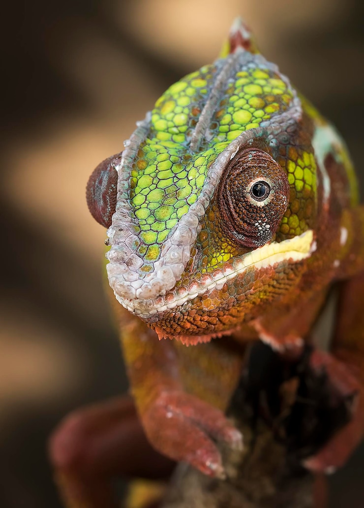 Foto close-up della pantera camaleonte furcifer pardalis - serie fotografica di rettili animali