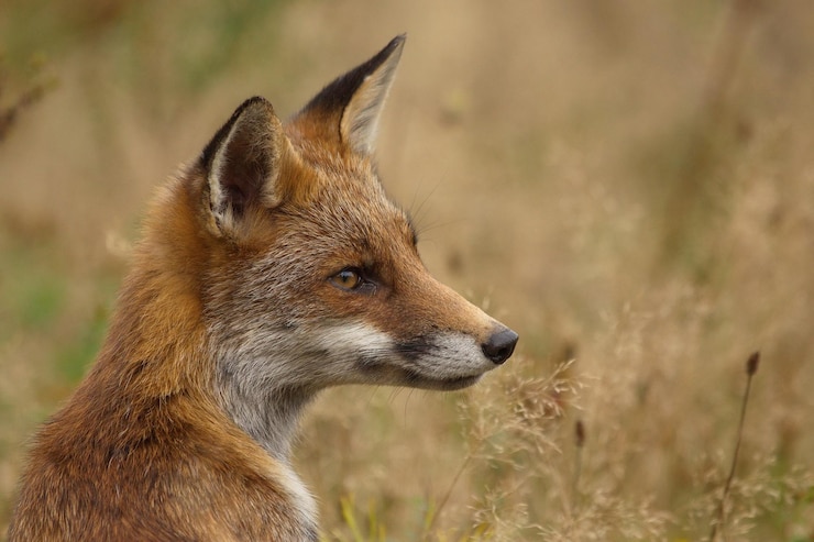 Foto close-up della volpe rossa che guarda da un'altra parte