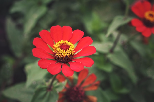 Close-up della zinnia rossa in fiore nel parco