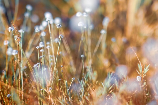 Close-up delle colture sul campo