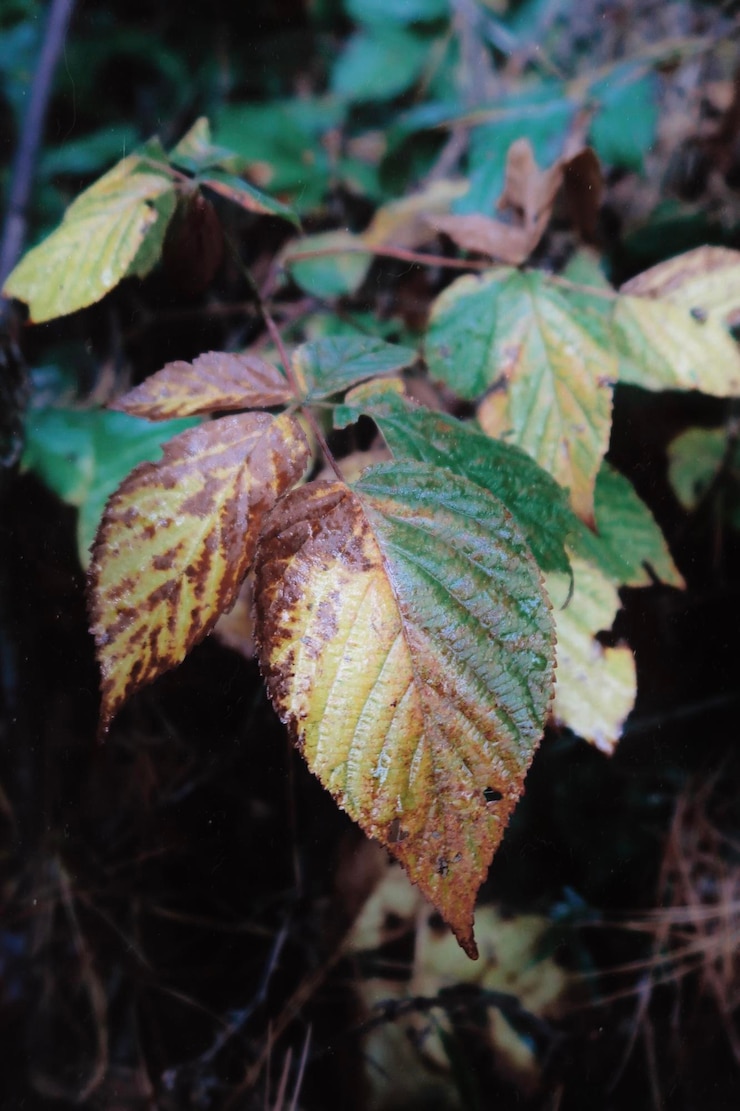Foto close-up delle foglie autunnali sulla terraferma