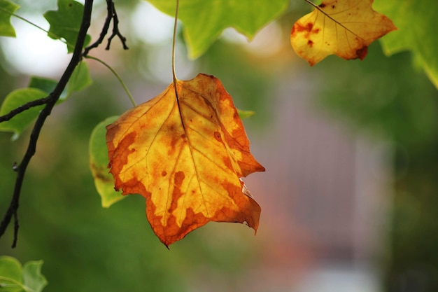 Close-up delle foglie d'autunno sul ramo durante l'autunno