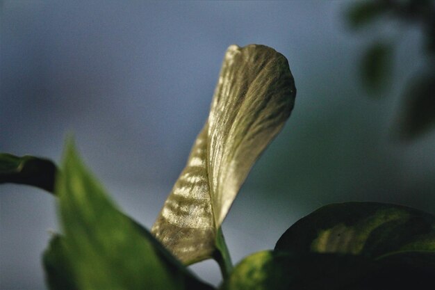 Close-up delle foglie sulla pianta