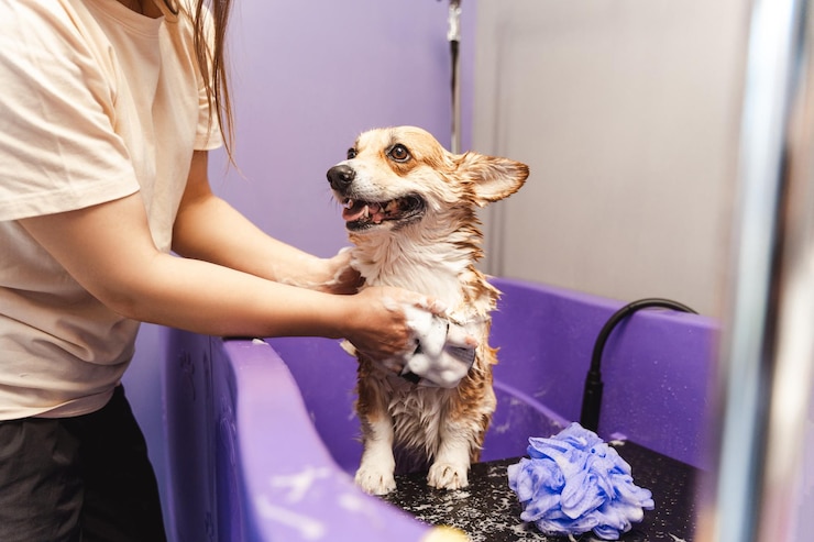 Foto close-up delle mani di una ragazza che lava un cucciolo di cane pembroke corgi con le orecchie grandi in bagno