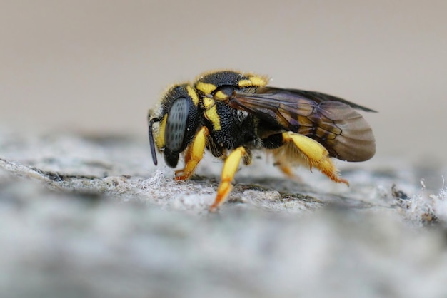 Close-up dettagliato di un'adorabile piccola femmina colorata di api di resina rotonde europee Anthidiellum strigatum