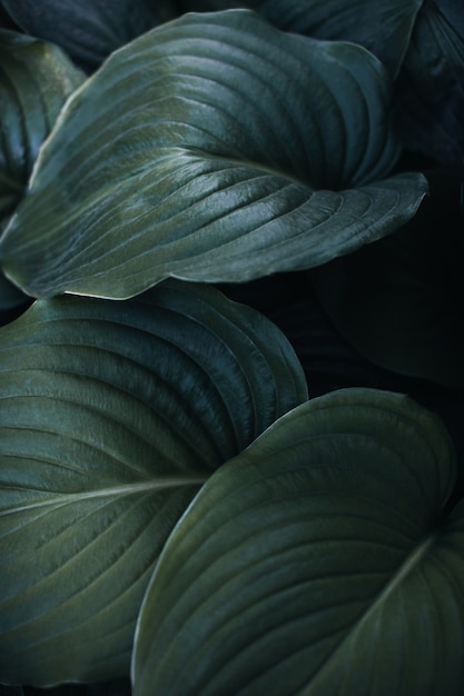 Close up dettaglio di fresche foglie di piante verdi Bellezza della fauna selvatica Vertical