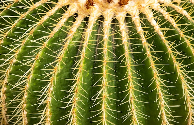 Close up dettaglio enorme texture di cactus sulle spine, concetto di natura