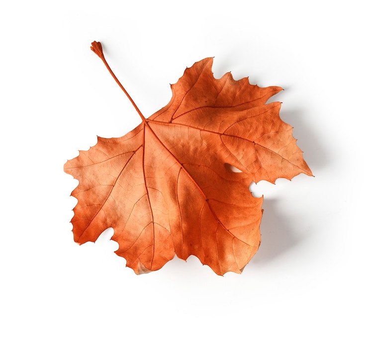 Close-up di acero foglia d'autunno su bianco