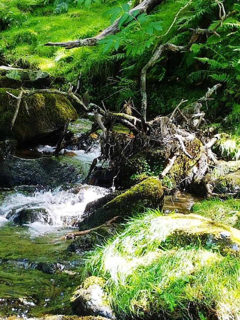 Close-up di alberi per fiume in foresta