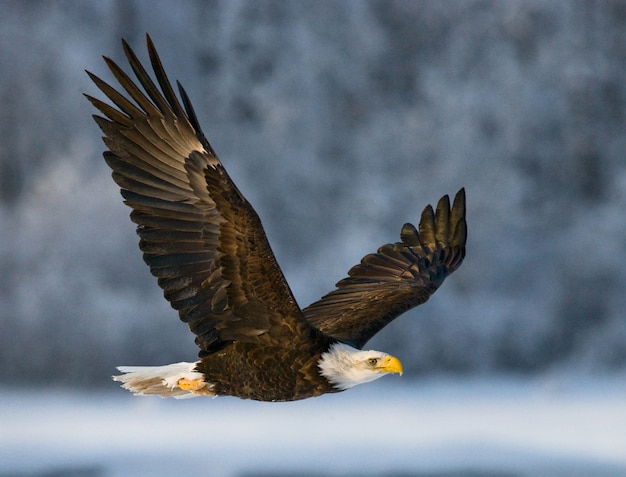 Close-up di aquila calva in una giornata invernale